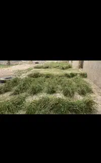 فروش بریده(بریزه محلی)خوراک دام