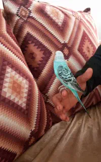 یک عدد مرغ عشق ماده دستی همراه با قفس