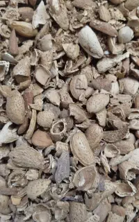 شکستن پوست گردو بادام هسته