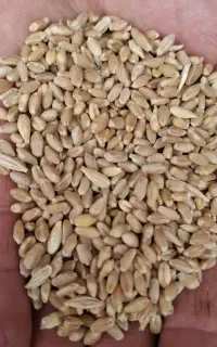فروش گندم