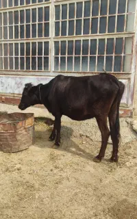 گاو آبستن