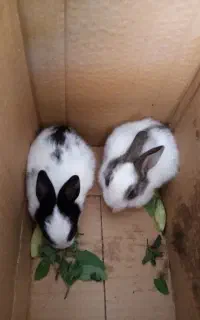 بچه خرگوش فروشی
