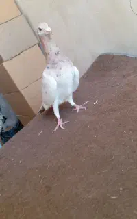 ماده سار