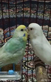 دو جفت مرغ عشق
