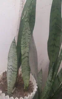 گل طبیعی