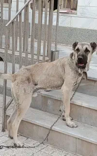 توله سرابی درشت