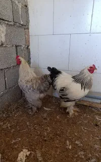 خروس برهما