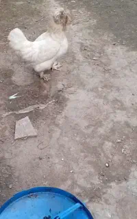 یک عددکاکولی  تخم گذار