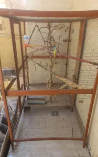 کوتوله  قفس