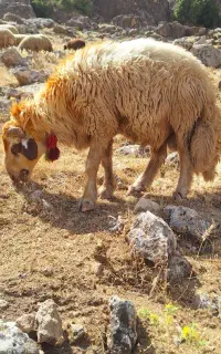 ورن زانو زن.کلیپ تااخرببین