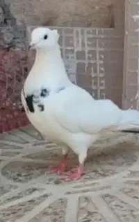 کبوتر خال سو قدیم چهارده پر دم