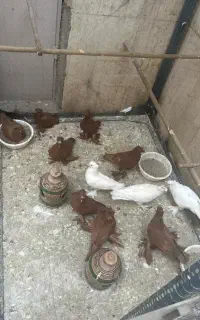 کبوتر راعبی