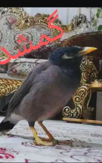 مرغ مینا گمشده