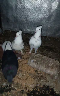 طوقی