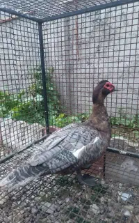 اردک اسرائیلی  کوکو و دودی