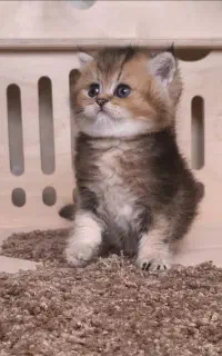 چاکلت گلد وبلک گلد بریتیش