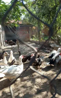اردک خارجی