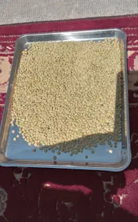 فروش عدس و کاه عدس و یونجه