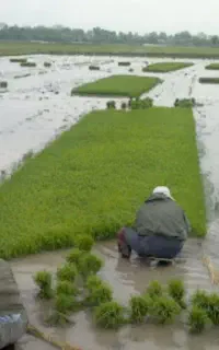 تیم کنی انجام میشود