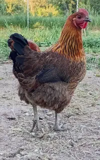 مرغِ بسیار جوان و نیمچه