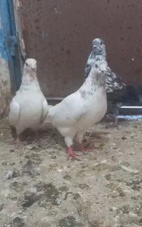 کبوتر پرشی