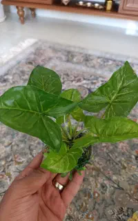 گل و سنگ اکواریوم