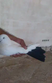 کبوتر