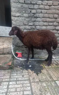 ۱ راس بره نر قوچی وزن حدودی ۲۰کیلو قیمت ۵۵۰۰ حراج