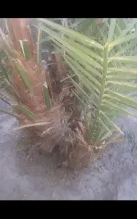 بچه نخل برحی اصل چند عدد