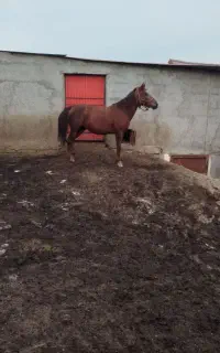 ماده اصل