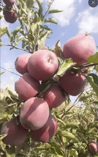 سرکارگر باغ و خدمات کشاورزی
