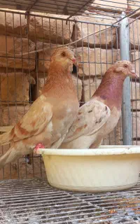 سرور پرشی خوشرنگ