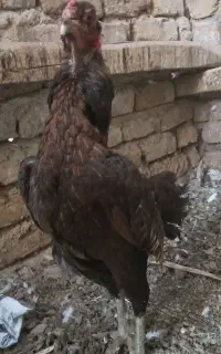مرغ لاری جفت خار