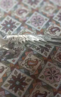 طاووس برنز