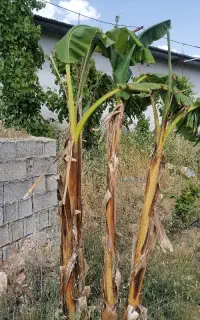 موز با ریشه آماده برای کاشت موز پا بلند