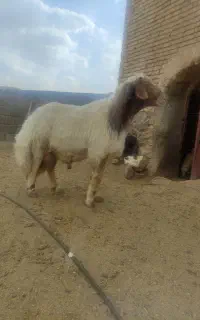 قوچ