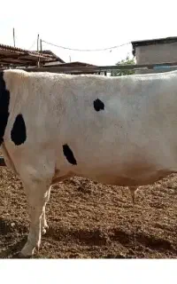 گوساله نر
