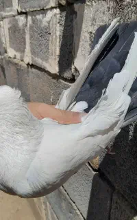 کفتر