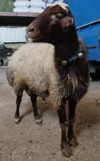 شیشک قوچ