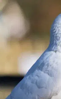 کبوترم گم شده