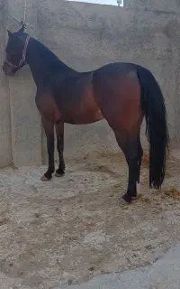 مادیون درشوری مدرک دار