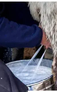 شیر بز و میش