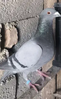 پلاکی مسافت بالا.به شرط رهاب