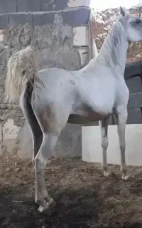 مادیان کرد شکم طلا