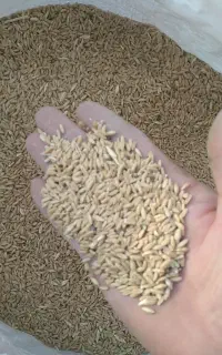 گندم دیم درجه یک یک خاص