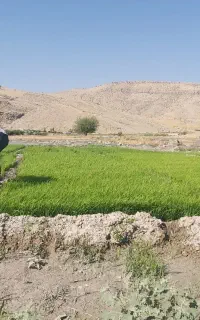 نشا چلتیک