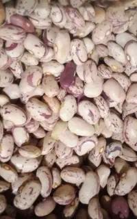 لوبیا درجه ۱