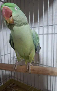 شاه طوطی ماده بالغ