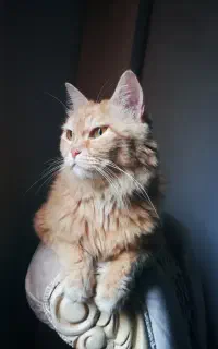 لوسی