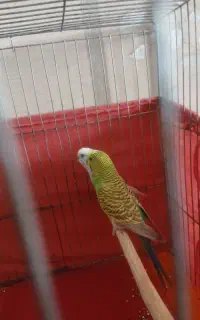 مرغ عشق